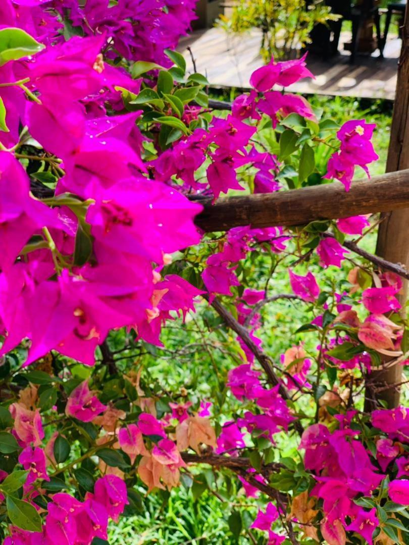 קסנה Jungle Breeze Home Stay מראה חיצוני תמונה